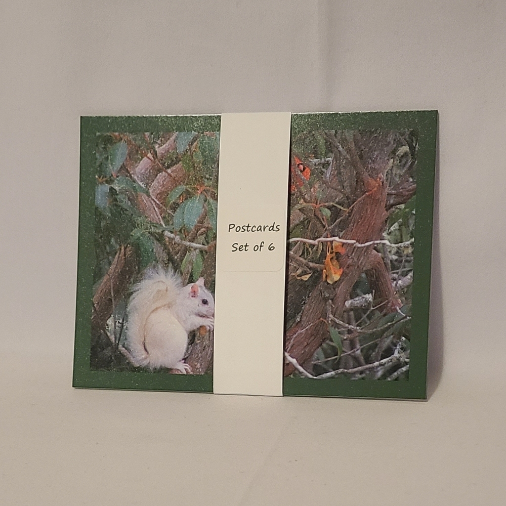Postcards White Squirrel & Cardinal Set Of 6 🩷